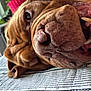 animal, brown_fur, canine, close_up, companion, dog, fabric, fur, indoor, lying_down, mouth, nose, pet, relaxed, snout, striped, teeth, texture, tongue, wrinkles