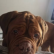 Bill Murray joined the competition — help win amazing prizes! animal, blanket, brown_dog, canine, close_up, companion, cozy, cute, dog, domestic, expression, face, fur, indoor, muzzle, pet, portrait, resting, sleepy, wrinkles