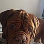animal, blanket, brown_dog, canine, close_up, companion, cozy, cute, dog, domestic, expression, face, fur, indoor, muzzle, pet, portrait, resting, sleepy, wrinkles