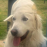 Sam participe au concours pour gagner de l'argent avec cette photo : dog, white_dog, cap, baseball_cap, outdoor, grass, pet, tongue_out, happy, fluffy, canine, summer, close_up, animal, nature, portrait, hat, friendly, mammal, headwear