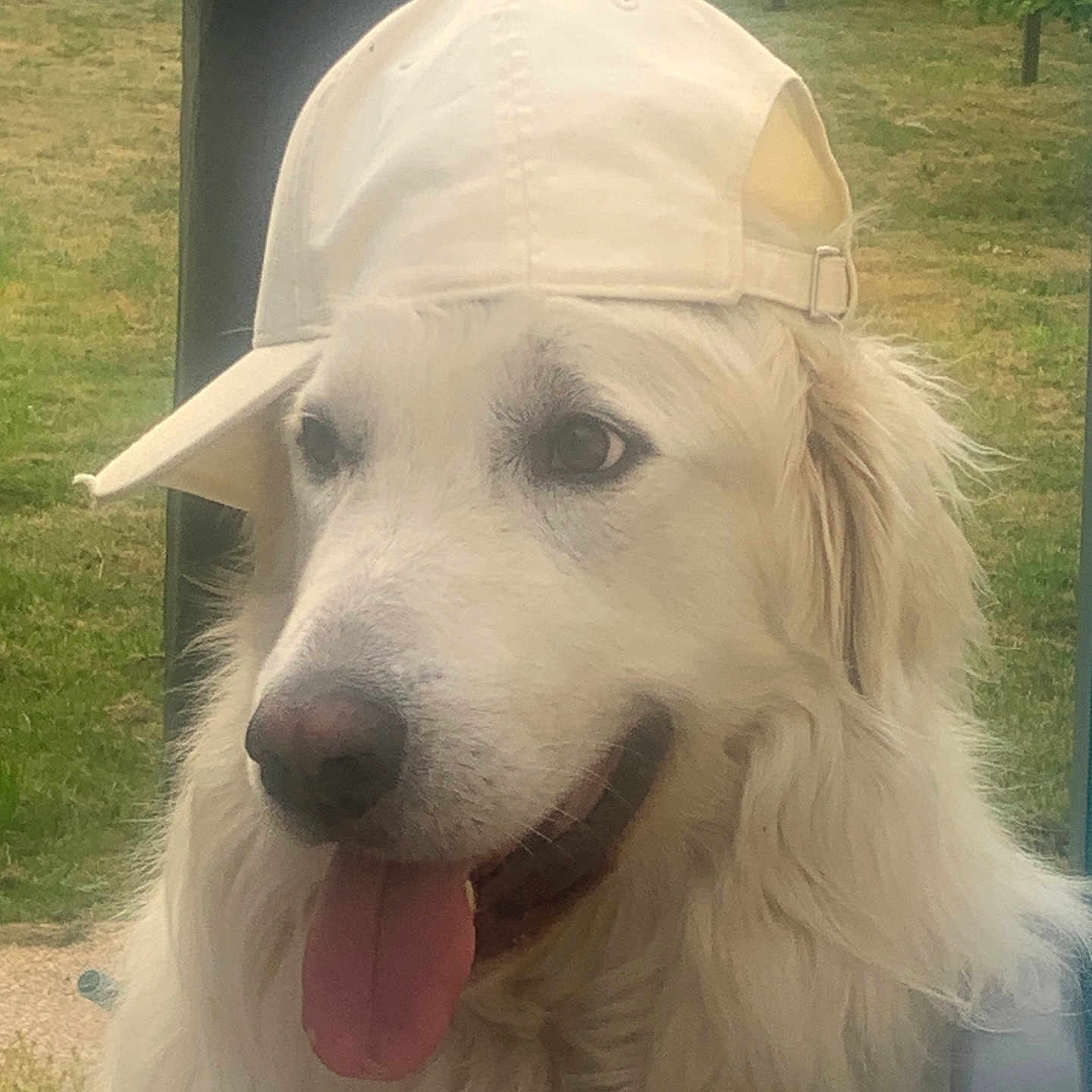 Sam participe au concours pour gagner de l'argent avec cette photo : animal, baseball_cap, canine, cap, close_up, dog, fluffy, friendly, grass, happy, hat, headwear, mammal, nature, outdoor, pet, portrait, summer, tongue_out, white_dog