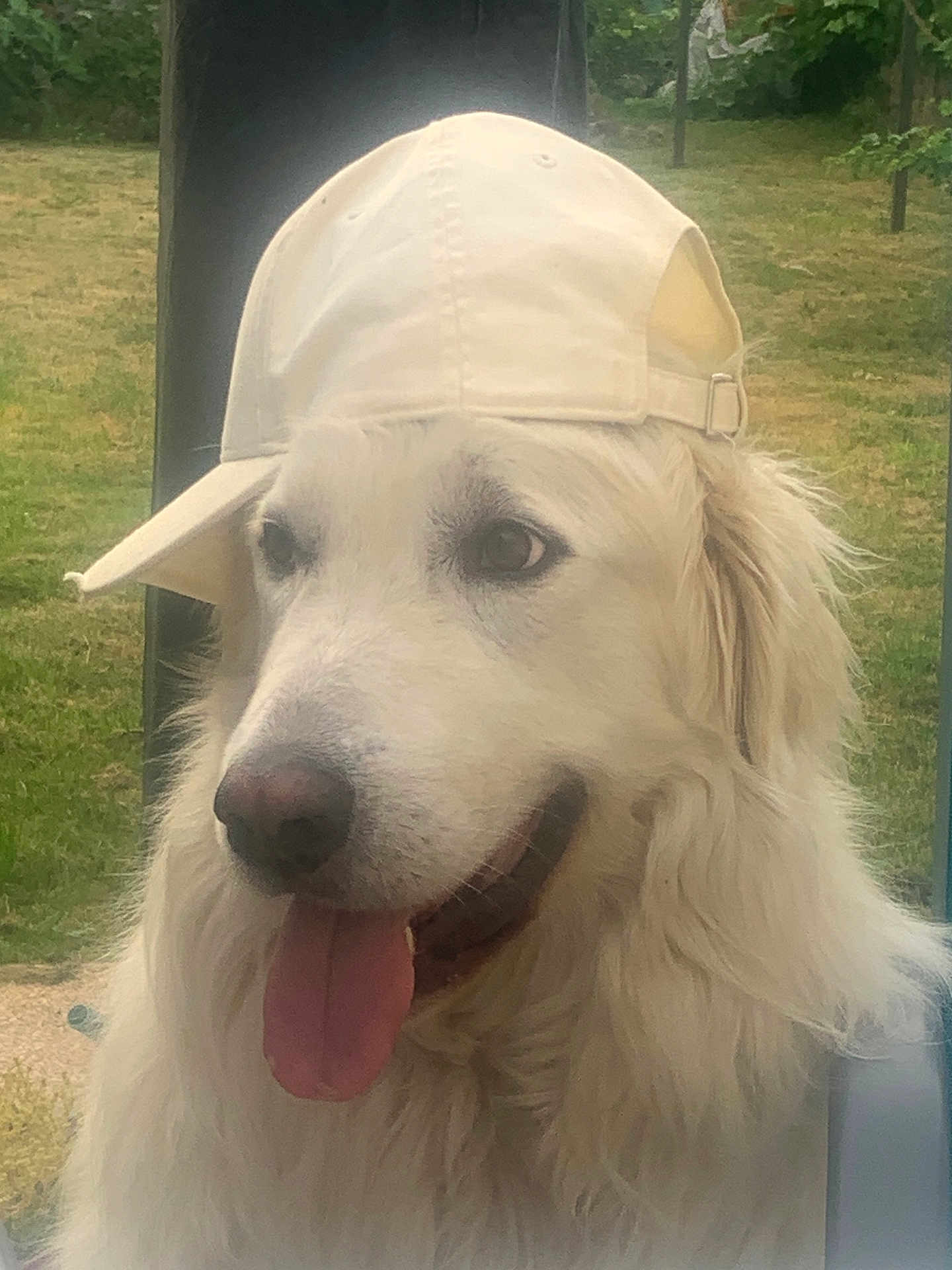 Sam participe au concours pour gagner de l'argent avec cette photo : dog, white_dog, cap, baseball_cap, outdoor, grass, pet, tongue_out, happy, fluffy, canine, summer, close_up, animal, nature, portrait, hat, friendly, mammal, headwear
