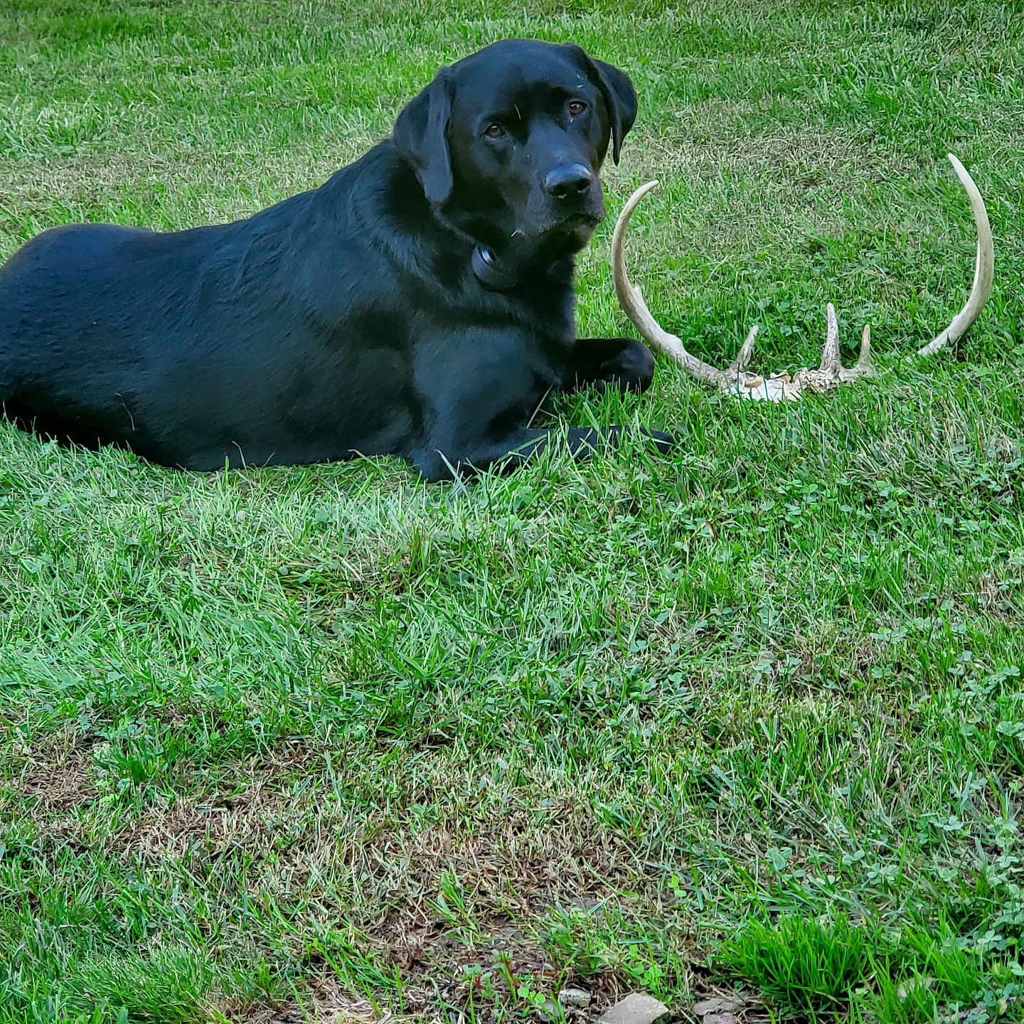 Nakoma joined the competition — help win amazing prizes! animal, antler, bull, canine, countryside, dog, field, grass, grassland, hound, labradorretriever, lawn, meadow, nature, outdoors, pet, plant, pointer, puppy, vegetation