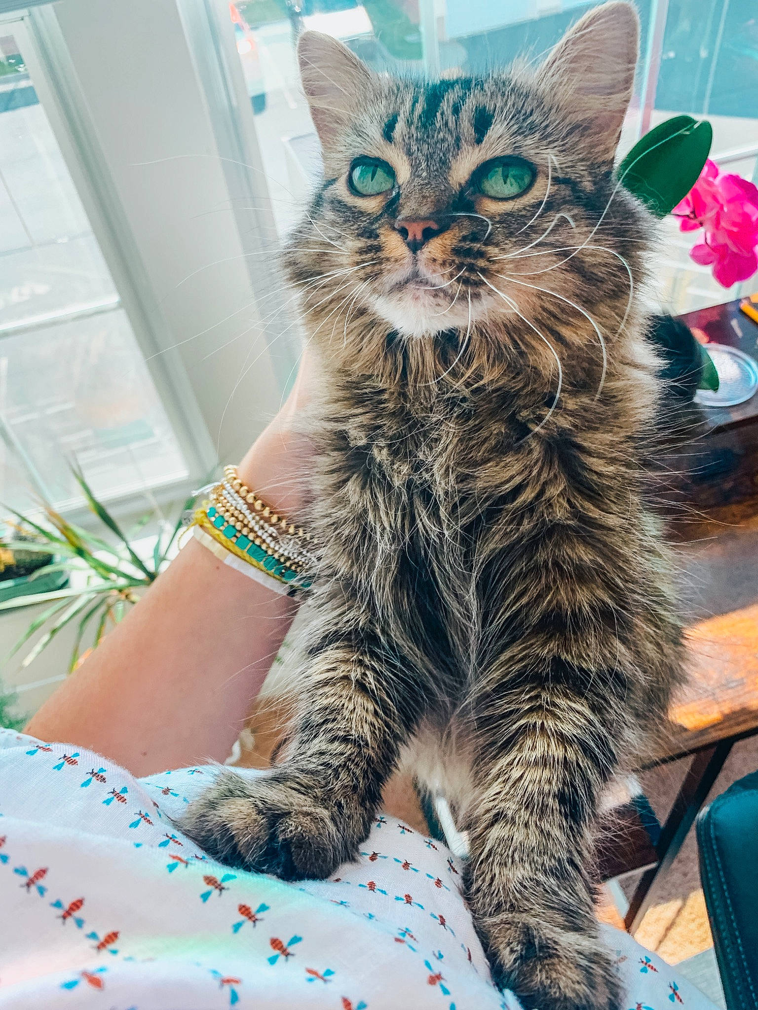 Rosie joined the competition — help win amazing prizes! carnivore, cat, claw, domestic_short_haired_cat, felidae, fur, pattern, paw, plant, sitting, small_to_medium_sized_cats, snout, tail, terrestrial_animal, whiskers