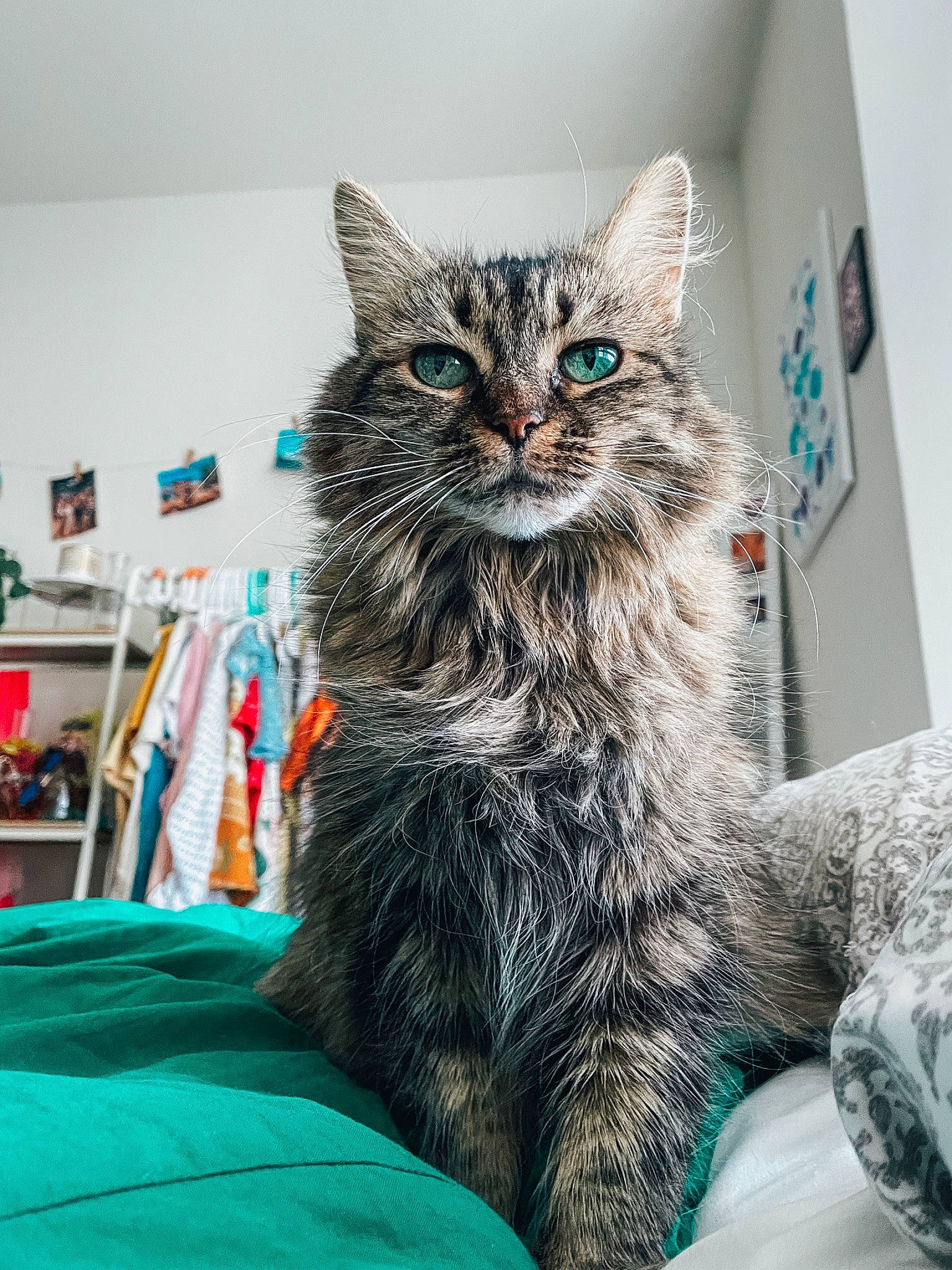 Rosie is registered to the contest to win money with this photo: carnivore, cat, claw, comfort, domestic_short_haired_cat, electric_blue, felidae, fur, grey, pattern, paw, sitting, small_to_medium_sized_cats, tail, tree, whiskers, window