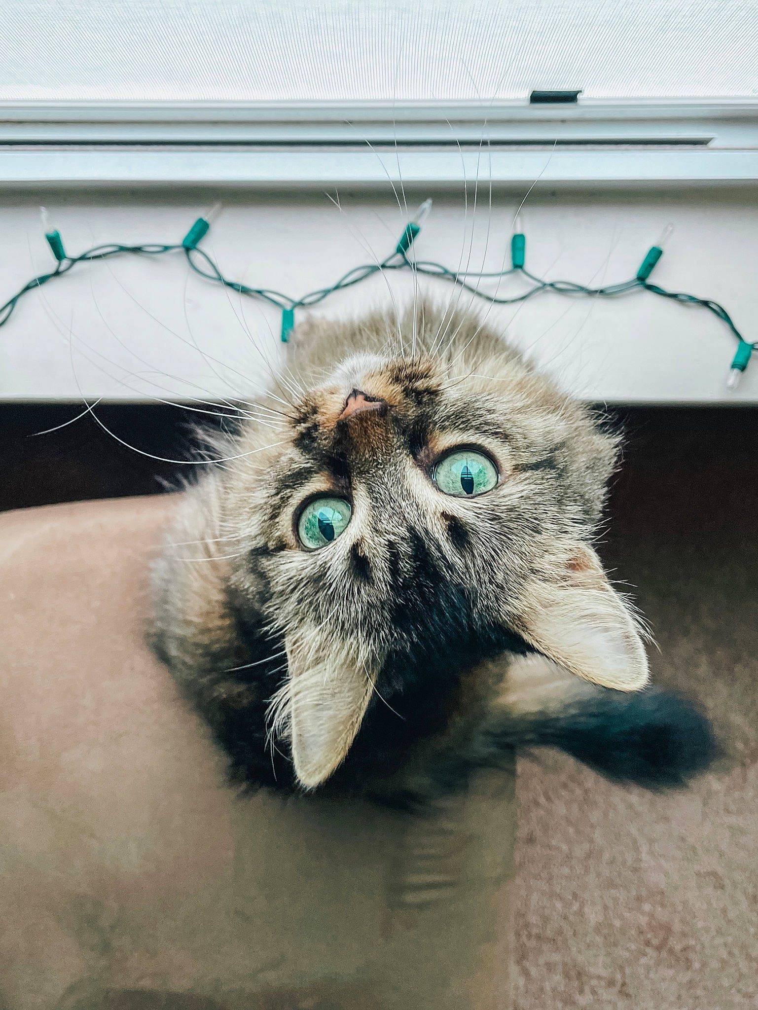 Rosie joined the competition — help win amazing prizes! black_cat, carnivore, cat, claw, domestic_short_haired_cat, felidae, flooring, fur, hand, paw, sand, small_to_medium_sized_cats, snout, tail, whiskers