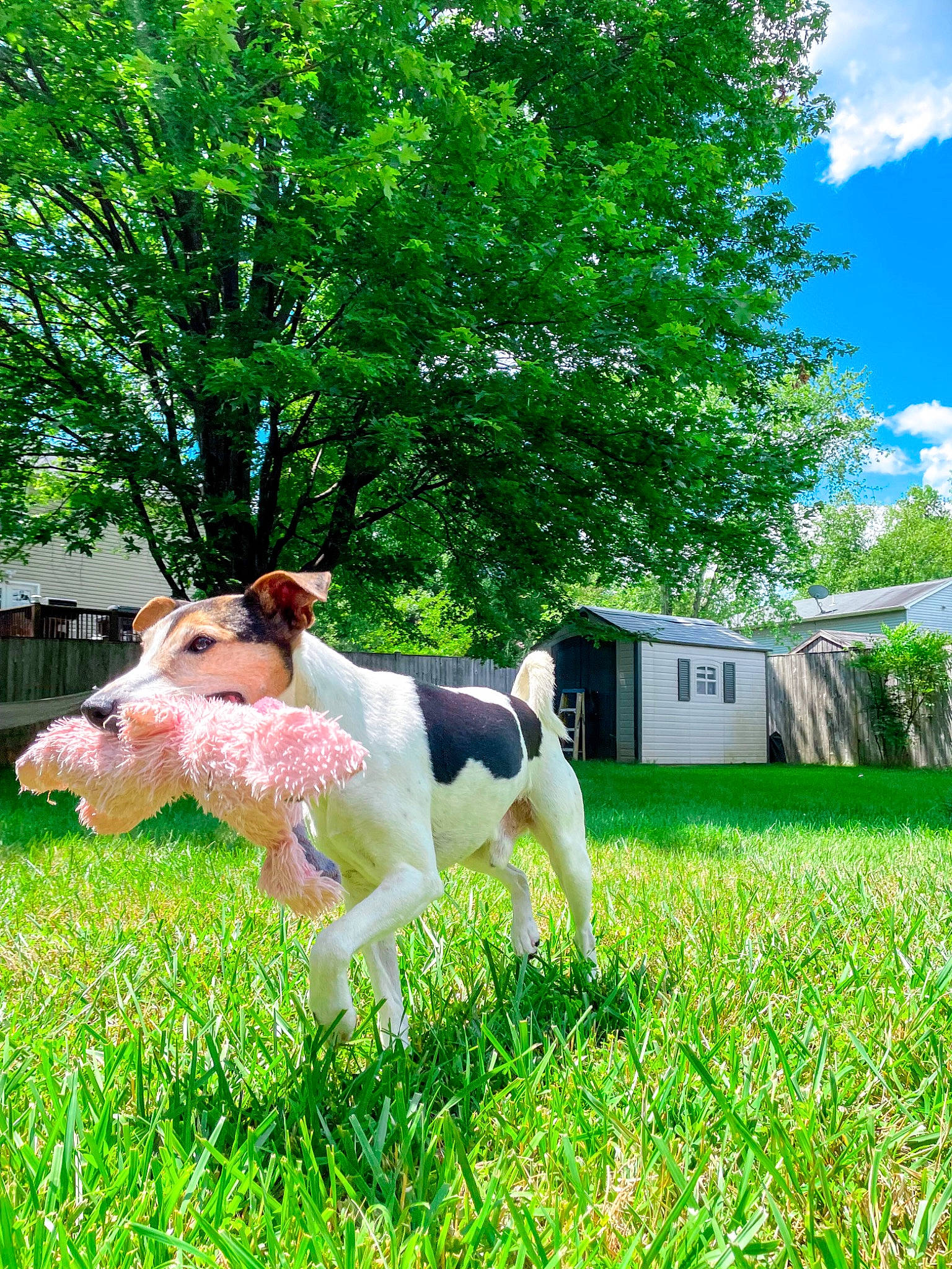 Sodapop joined the competition — help win amazing prizes! carnivore, cloud, companion_dog, dog, dog_breed, fawn, grass, grassland, great_dane, green, groundcover, landscape, lawn, leisure, meadow, people_in_nature, plant, sky, sporting_group, tree