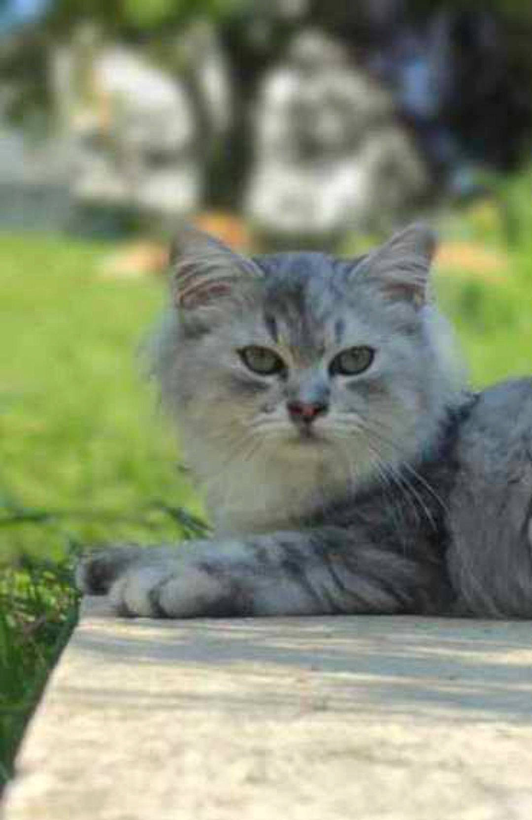 Ulysse a rejoint le concours — aidez-le/la à gagner de superbes lots ! carnivore, cat, claw, domestic_short_haired_cat, felidae, fur, grass, groundcover, paw, plant, road_surface, sitting, small_to_medium_sized_cats, snout, tail, terrestrial_animal, tree, whiskers, wildlife