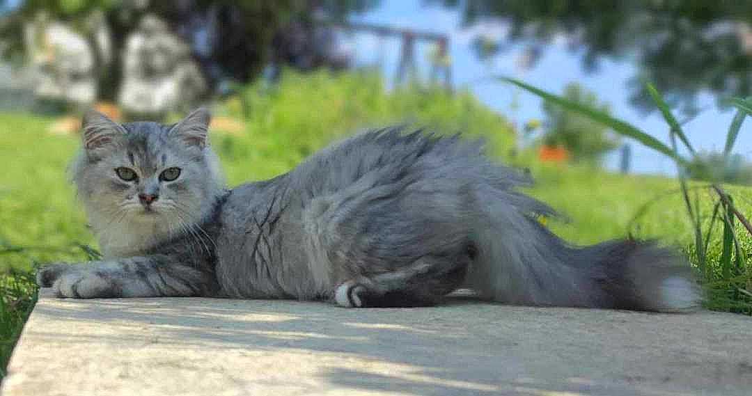 Ulysse participe au concours pour gagner de l'argent avec cette photo : british_longhair, carnivore, cat, domestic_short_haired_cat, felidae, fur, grass, plant, sitting, small_to_medium_sized_cats, snout, tail, terrestrial_animal, tree, whiskers, wildlife