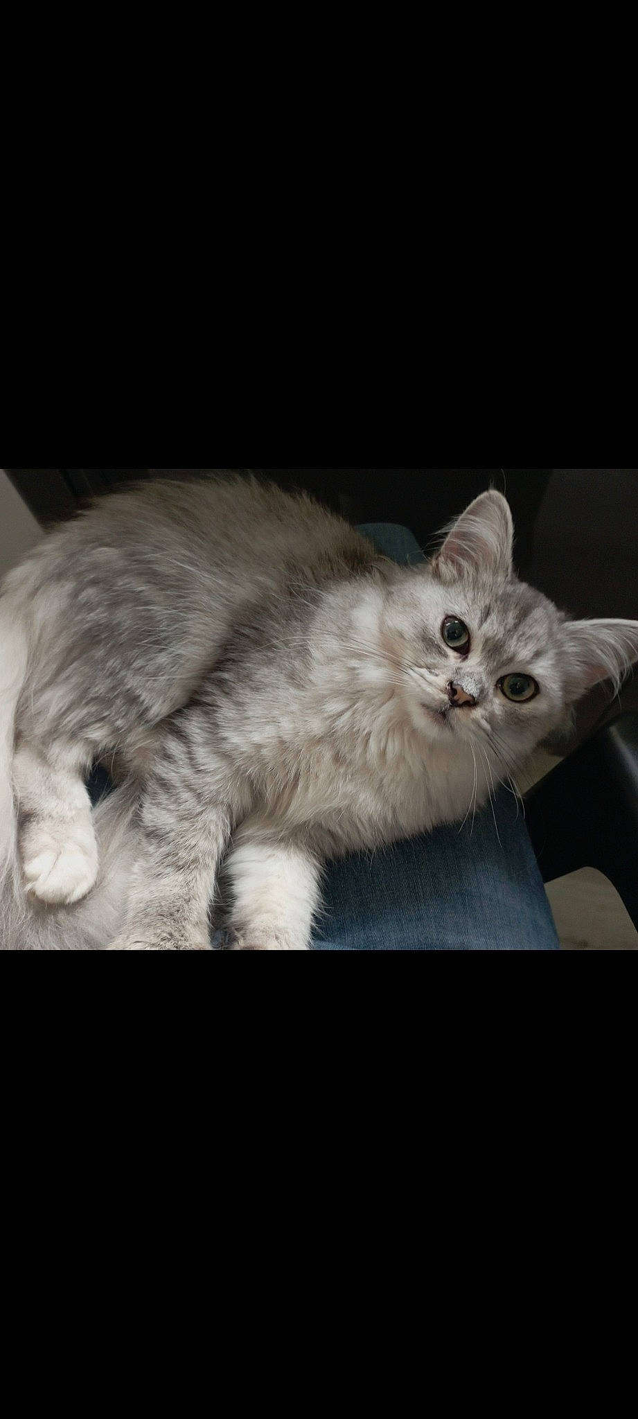 Ulysse a rejoint le concours — aidez-le/la à gagner de superbes lots ! carnivore, cat, claw, comfort, darkness, domestic_short_haired_cat, ear, eye, felidae, fur, grey, monochrome, monochrome_photography, paw, photo_caption, small_to_medium_sized_cats, snout, tail, whiskers