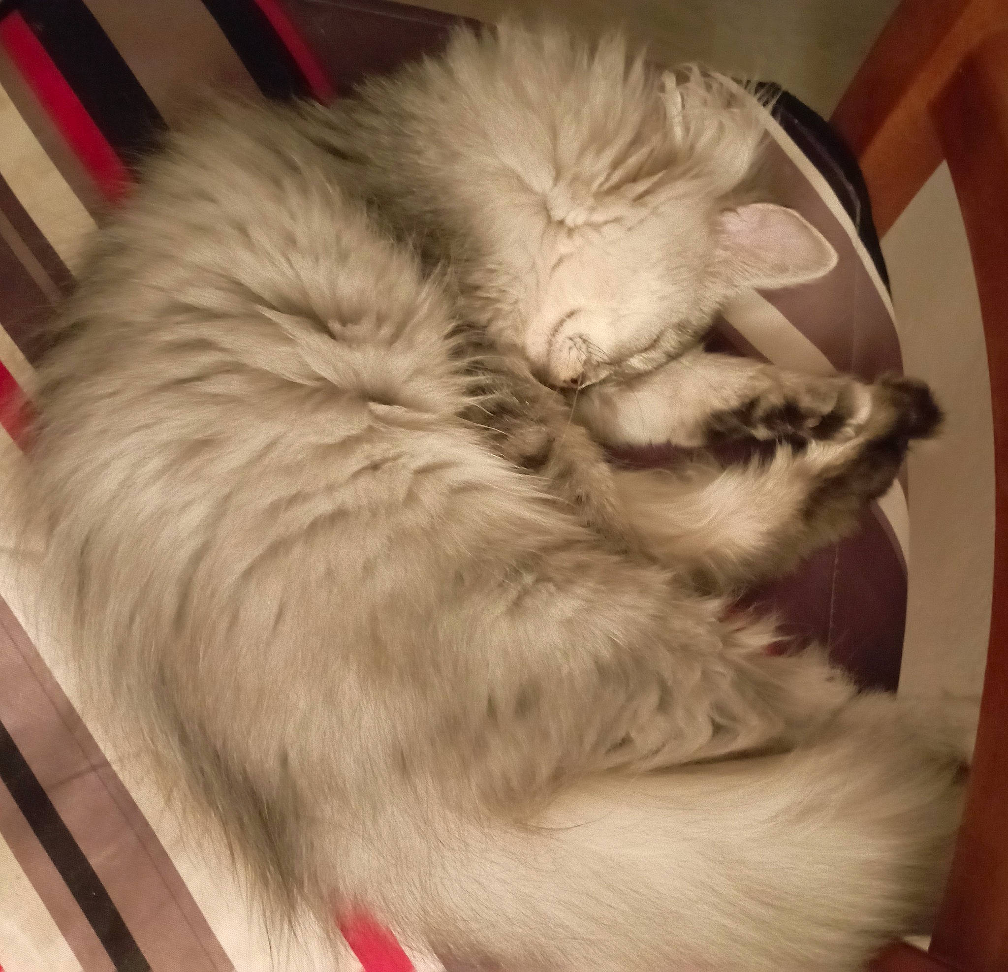 Ulysse participe au concours pour gagner de l'argent avec cette photo : canidae, carnivore, cat, claw, comfort, companion_dog, dog_breed, fang, felidae, fur, nap, paw, sleep, small_to_medium_sized_cats, snout, sporting_group, tail, whiskers