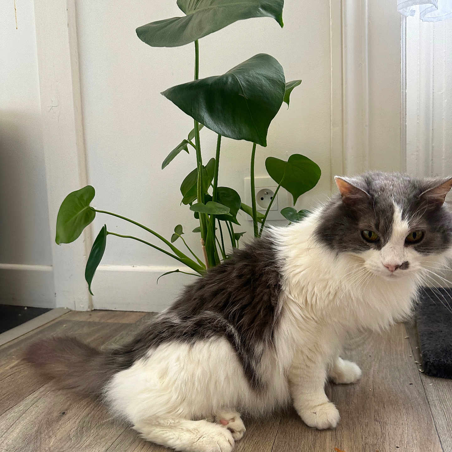 Newbie a rejoint le concours — aidez-le/la à gagner de superbes lots ! angora, animal, cat, flower, flowerarrangement, hardwood, ikebana, indoors, interiordesign, jar, kitten, leaf, manx, pet, plant, planter, pottedplant, pottery, vase, wood