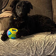 Bella joined the competition — help win amazing prizes! black_dog, blanket, closeup, collar, couch, dog, eyes, fabric, fan, fur, furniture, indoor, living_room, paw, pet, playful, portrait, relaxed, sitting, toy_ball