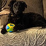 black_dog, blanket, closeup, collar, couch, dog, eyes, fabric, fan, fur, furniture, indoor, living_room, paw, pet, playful, portrait, relaxed, sitting, toy_ball