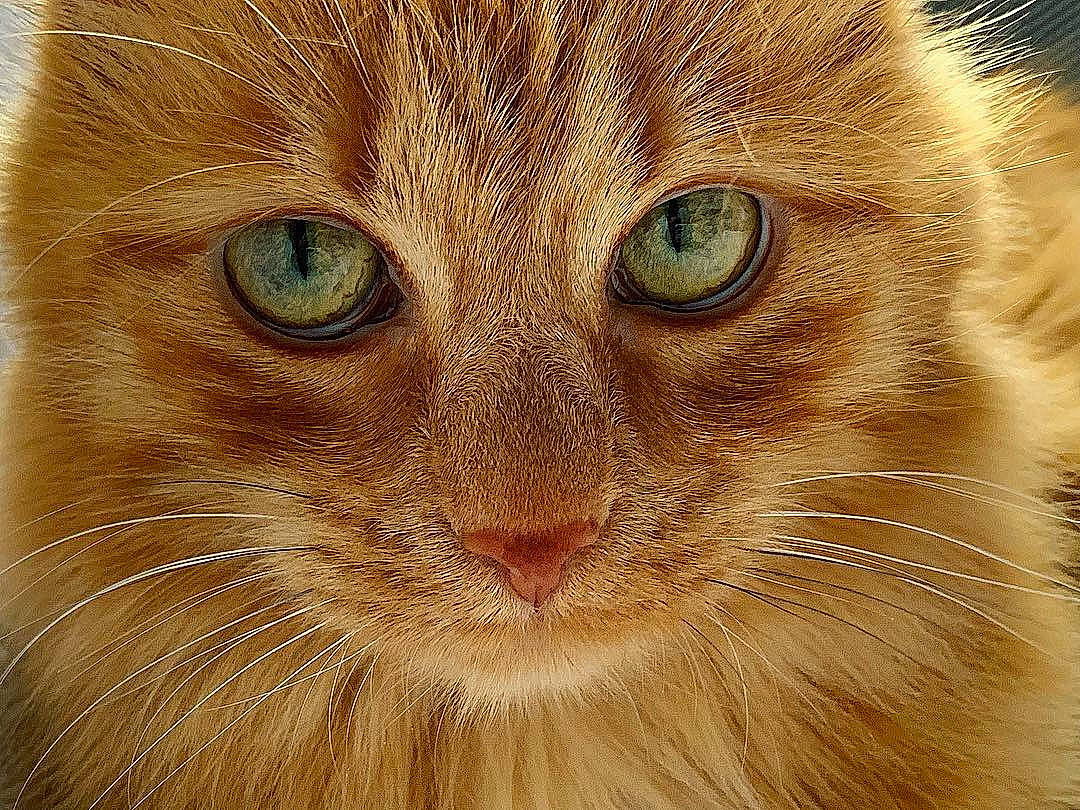 Mélody participe au concours pour gagner de l'argent avec cette photo : aegean_cat, american_curl, carnivore, cat, close_up, domestic_long_haired_cat, eye, face, felidae, fur, iris, mammal, nose, organ, siberian, small_to_medium_sized_cats, snout, somali, tabby_cat, whiskers