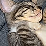 Prince is registered to the contest to win money with this photo: kitten, sleeping, cat, grey, striped, fur, cute, cozy, blanket, pet, animal, resting, closeup, whiskers, soft, domestic, young, peaceful, adorable, relaxed