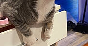 Prince joined the competition — help win amazing prizes! cat, gray_cat, white_paws, indoor, furniture, drawer, wooden_floor, curious, pet, animal, whiskers, ears, eyes, table, household, domestic, kitten, looking_up, shelf, room