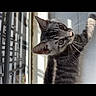 Prince is registered to the contest to win money with this photo: cat, kitten, tabby, window, mesh_screen, natural_light, shadow, whiskers, curious, indoor, pet, animal, feline, gray_stripes, close_up, young_cat, looking_up, daylight, home, domestic_cat