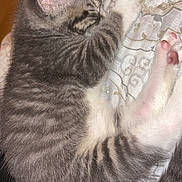 Prince joined the competition — help win amazing prizes! kitten, cat, sleeping, gray_tabby, fur, paw, pink_paw_pads, bedspread, patterned, cozy, cute, pet, animal, domestic_cat, resting, young_cat, feline, whiskers, indoor, relaxation