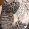 kitten, cat, sleeping, gray_tabby, fur, paw, pink_paw_pads, bedspread, patterned, cozy, cute, pet, animal, domestic_cat, resting, young_cat, feline, whiskers, indoor, relaxation