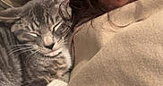 Prince joined the competition — help win amazing prizes! animal, beige_clothing, casual, cat, closeup, cozy, cute, expression, face, feline, hoodie, indoor, paw, person, pet, resting, sleeping_cat, snuggling, tabby_cat, whiskers