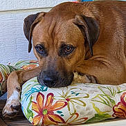 Leo joined the competition — help win amazing prizes! dog, brown_dog, pet, animal, cushion, floral_pattern, resting, paw, portrait, closeup, wooden_surface, indoor, relaxed, face, ears, fur, snout, expression, comfort, home