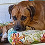 dog, brown_dog, pet, animal, cushion, floral_pattern, resting, paw, portrait, closeup, wooden_surface, indoor, relaxed, face, ears, fur, snout, expression, comfort, home