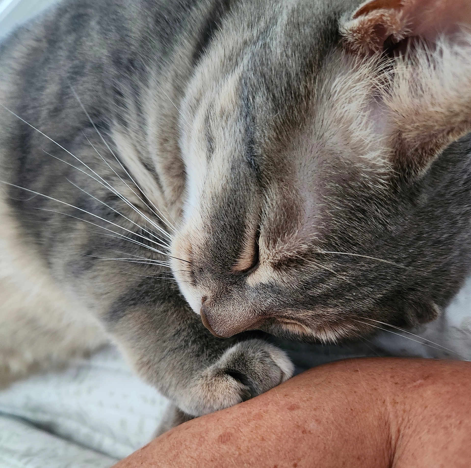 Beala joined the competition — help win amazing prizes! cat, gray_tabby, sleeping, paw, whiskers, close_up, fur, human_arm, resting, peaceful, pet, animal, indoor, relaxation, soft, cute, companion, friendship, cozy, nap