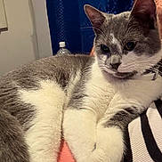 Lulu joined the competition — help win amazing prizes! cat, gray_and_white, feline, pet, indoor, relaxed, striped_clothing, fur, whiskers, ears, water_bottle, blue_curtain, home, cozy, resting, animal, close_up, portrait, domestic_cat, cute