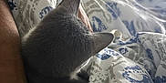 Lulu is registered to the contest to win money with this photo: cat, gray_cat, bed, blanket, person, arm, indoor, cozy, resting, feline, fur, patterned_blanket, sleepy, companion, quiet, soft_light, relaxation, comfort, animal, pet