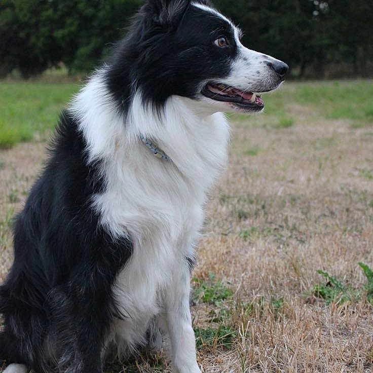 Lucky a rejoint le concours — aidez-le/la à gagner de superbes lots ! accessories, animal, canine, collie, dog, eskimodog, field, grass, grassland, grove, husky, nature, outdoors, pet, plant, puppy, strap, tree, vegetation, yard