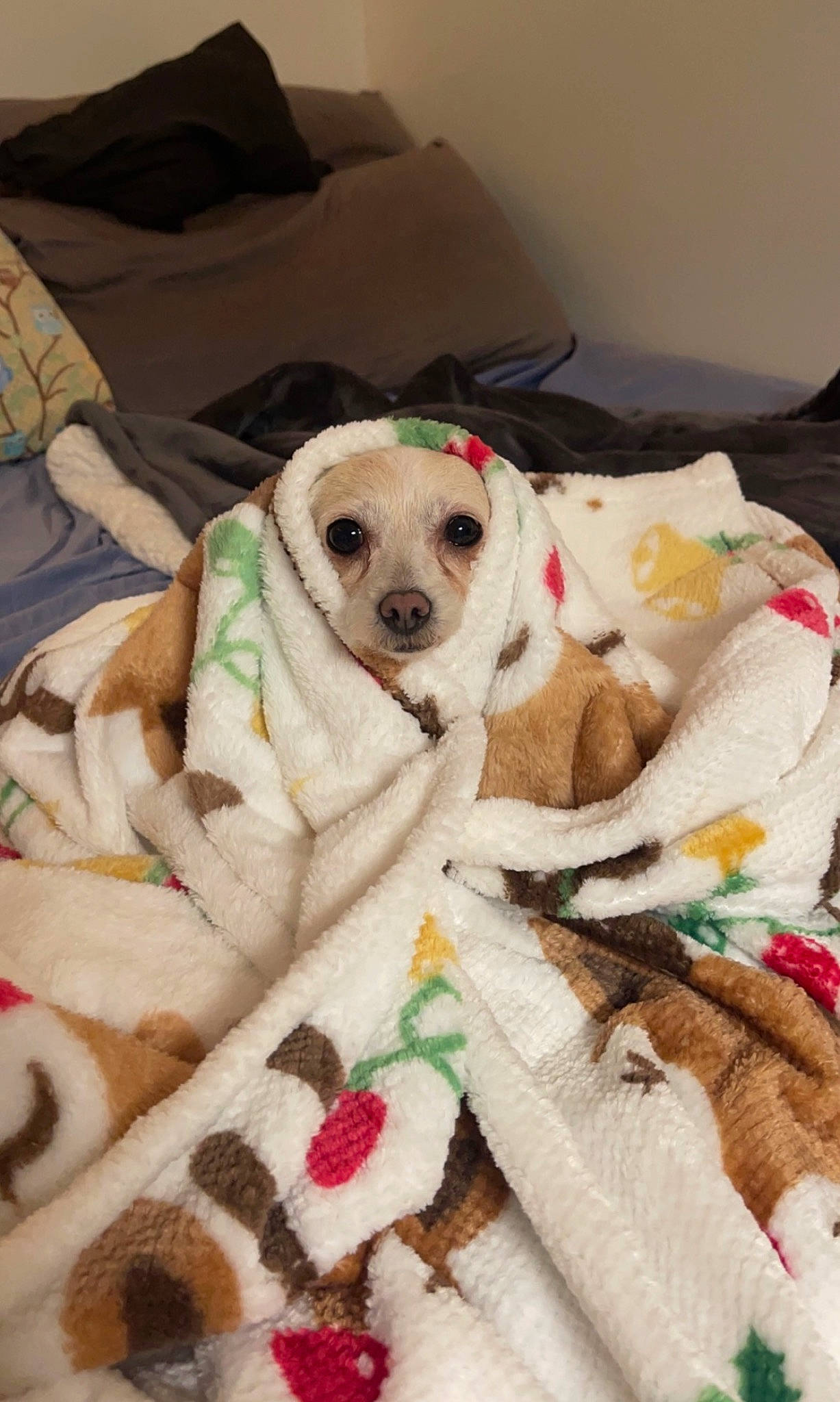 Laney joined the competition — help win amazing prizes! bed, bedding, canidae, carnivore, comfort, companion_dog, couch, dog, dog_bed, dog_breed, dog_supply, fawn, fur, linens, pet_supply, pillow, sporting_group, stuffed_toy, throw_pillow, toy