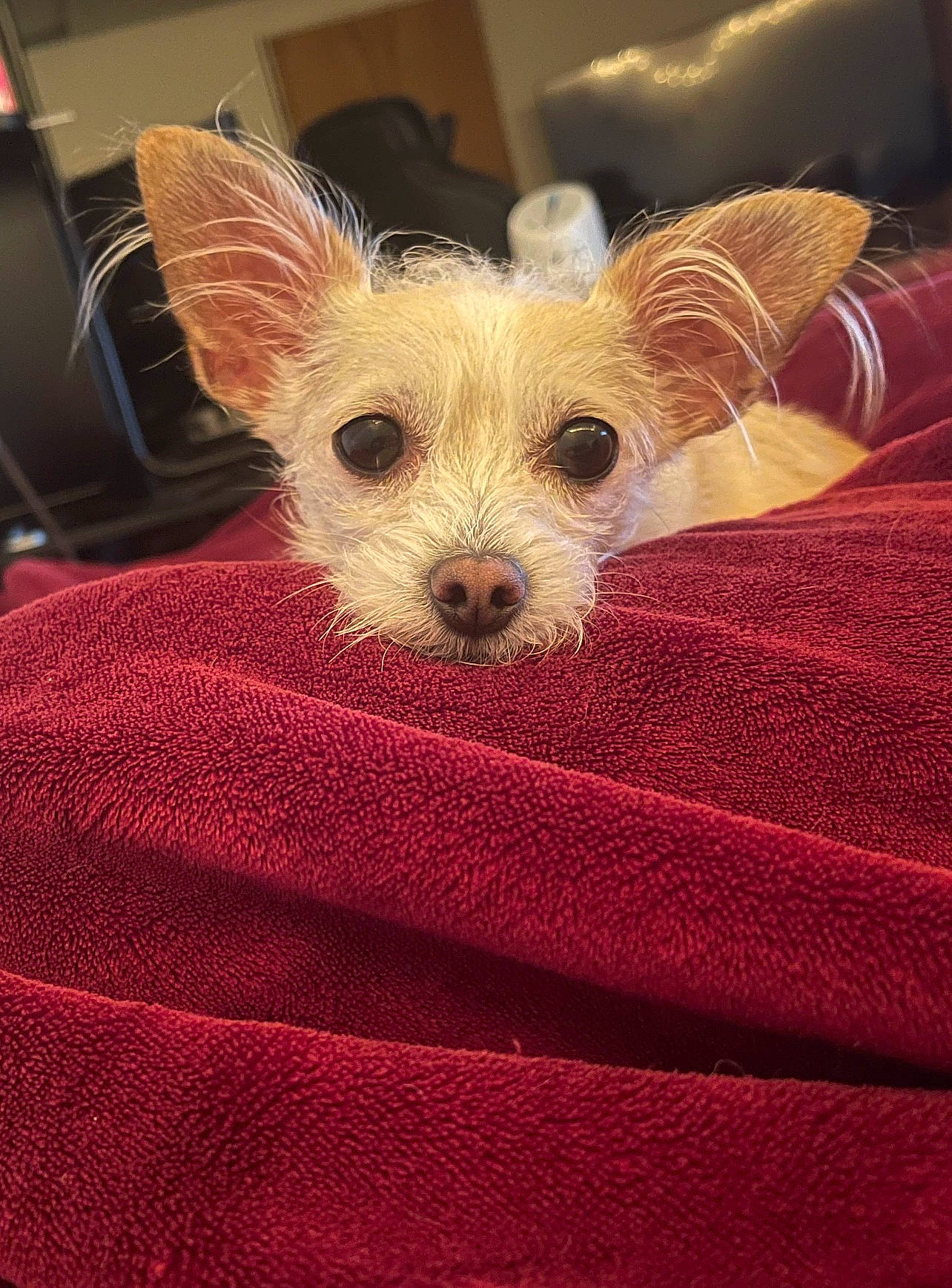 Laney joined the competition — help win amazing prizes! canidae, carnivore, comfort, companion_dog, dog, dog_breed, dog_supply, fawn, fur, linens, non_sporting_group, puppy, small_terrier, snout, sporting_group, terrier, toy_dog, whiskers, working_animal, woven_fabric