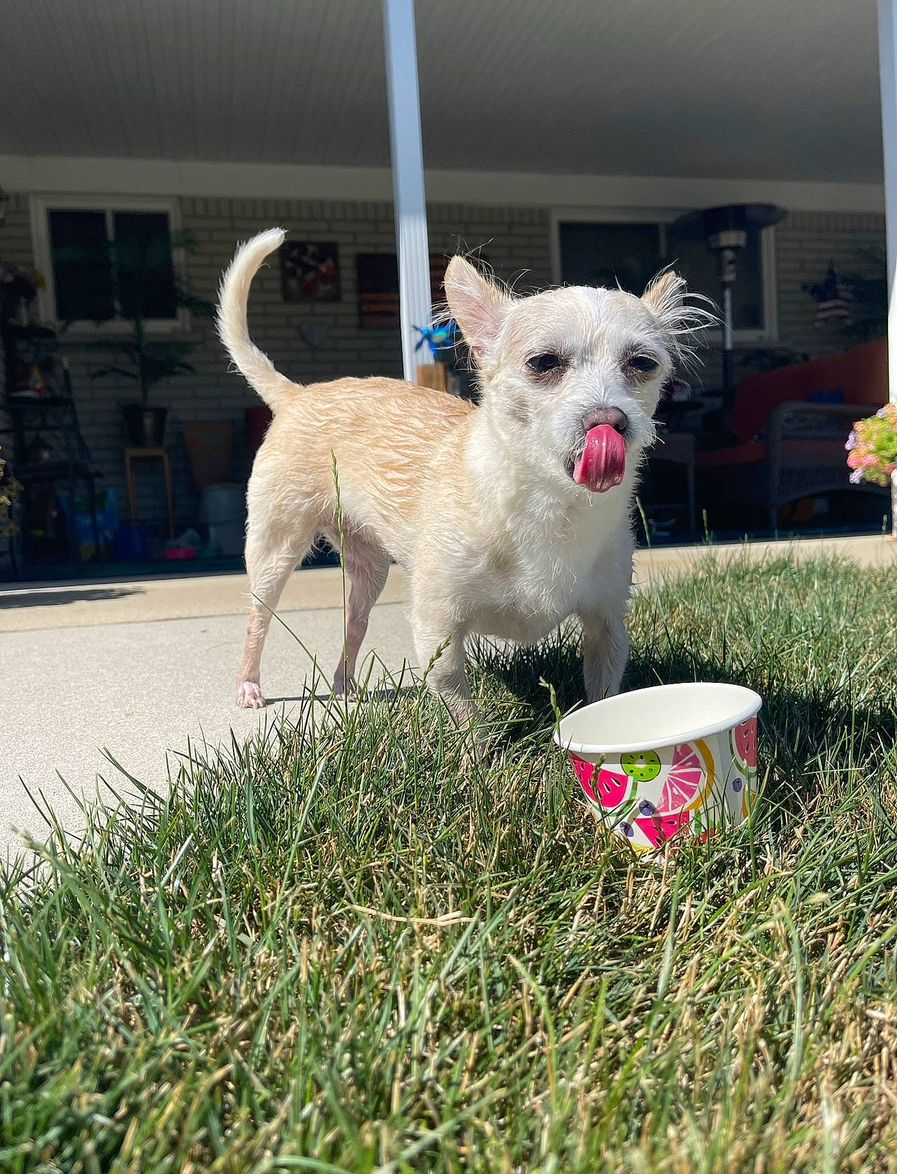 Laney is registered to the contest to win money with this photo: ball, canidae, carnivore, collar, companion_dog, dog, dog_breed, dog_supply, dog_toy, fawn, grass, non_sporting_group, pet_supply, plant, snout, sporting_group, tail, terrier, toy_dog, working_animal