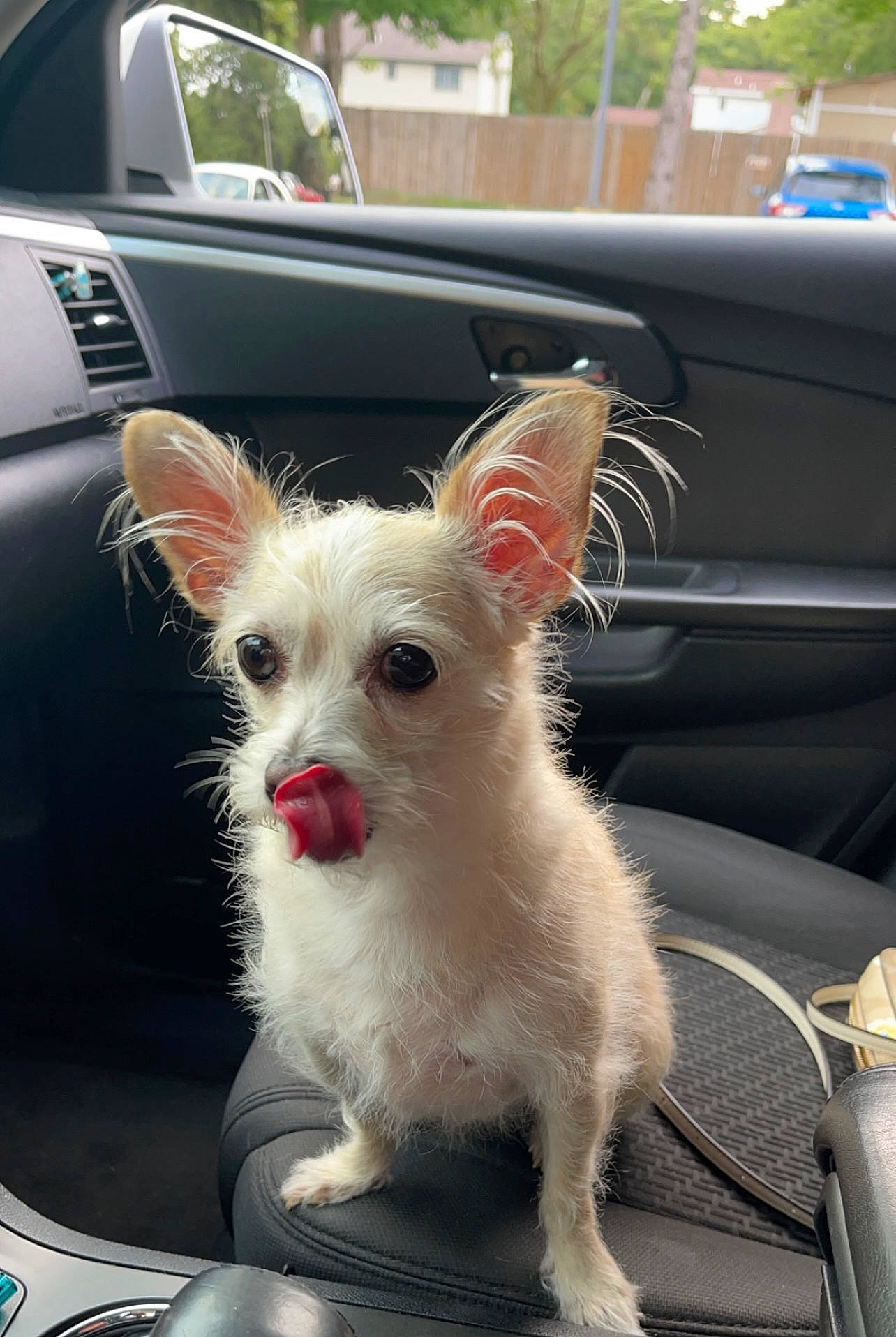 Laney joined the competition — help win amazing prizes! auto_part, automotive_exterior, canidae, car, carnivore, companion_dog, dog, dog_breed, dog_supply, fawn, fur, motor_vehicle, snout, sporting_group, toy_dog, tree, vehicle, whiskers, window, windshield