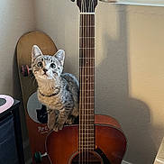 Hope joined the competition — help win amazing prizes! cat, kitten, acoustic_guitar, guitar, instrument, skateboard, window_blinds, window, wall, baseboard, fretboard, strings, whiskers, ears, pet, indoor, shadow, wood_floor, sticker, sitting