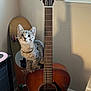 cat, kitten, acoustic_guitar, guitar, instrument, skateboard, window_blinds, window, wall, baseboard, fretboard, strings, whiskers, ears, pet, indoor, shadow, wood_floor, sticker, sitting