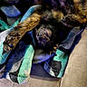 Gryffan is registered to the contest to win money with this photo: dog, blanket, couch, paw, fur, teeth, pet, animal, cozy, relaxed, indoor, stretching, smiling, canine, resting, colorful, texture, cute, tongue, sleepy
