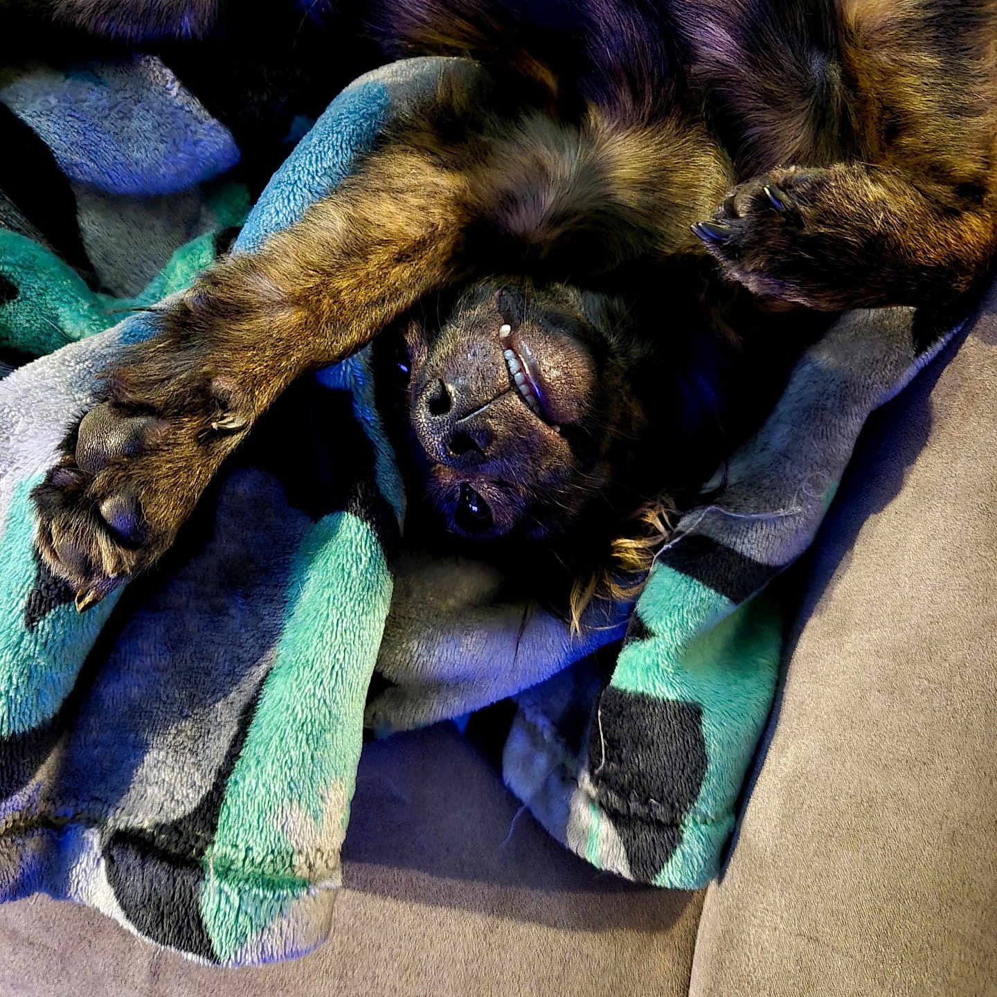 Gryffan is registered to the contest to win money with this photo: dog, blanket, couch, paw, fur, teeth, pet, animal, cozy, relaxed, indoor, stretching, smiling, canine, resting, colorful, texture, cute, tongue, sleepy