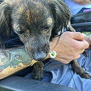 Gryffan is registered to the contest to win money with this photo: dog, brindle, flower, tattoo, arm, hand, person, outdoor, grass, shirt, sitting, relaxed, close_up, pet, animal, casual, nature, daytime, sniffing, cute