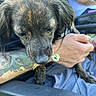 dog, brindle, flower, tattoo, arm, hand, person, outdoor, grass, shirt, sitting, relaxed, close_up, pet, animal, casual, nature, daytime, sniffing, cute