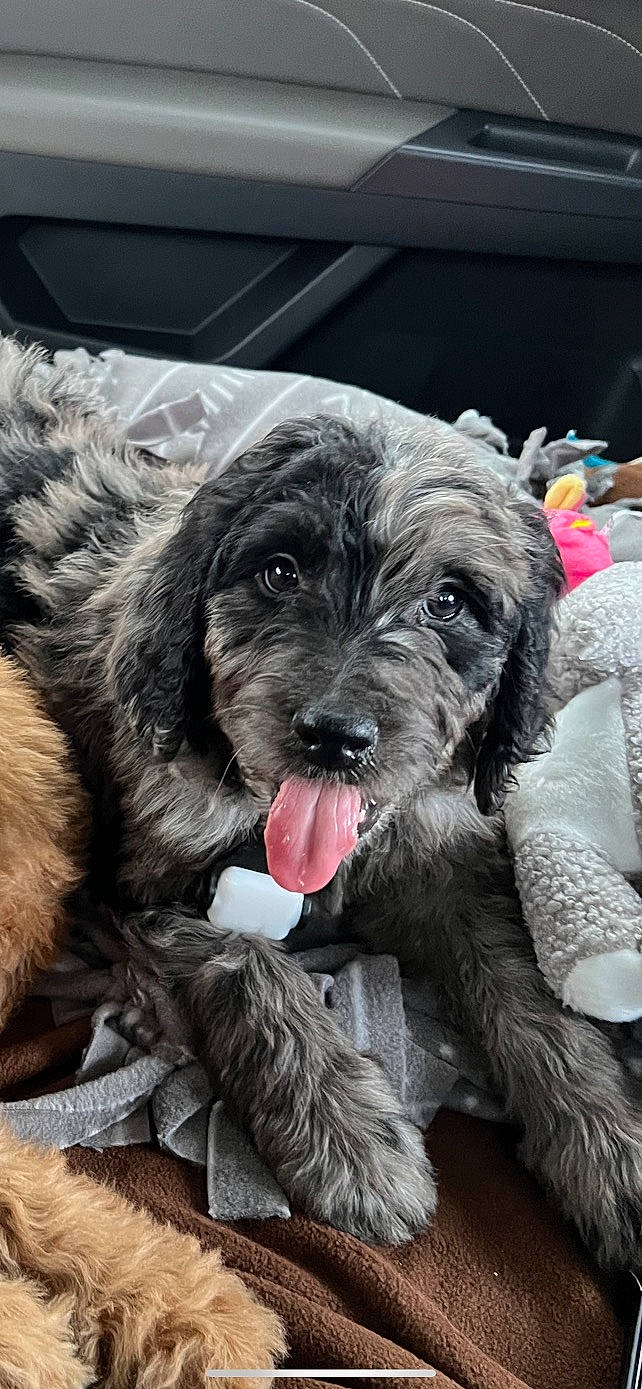 Theo joined the competition — help win amazing prizes! canidae, carnivore, companion_dog, dog, dog_breed, dog_collar, fur, liver, non_sporting_group, paw, puppy, puppy_love, small_terrier, sporting_group, terrier, toy_dog, working_animal, working_dog, yorkipoo