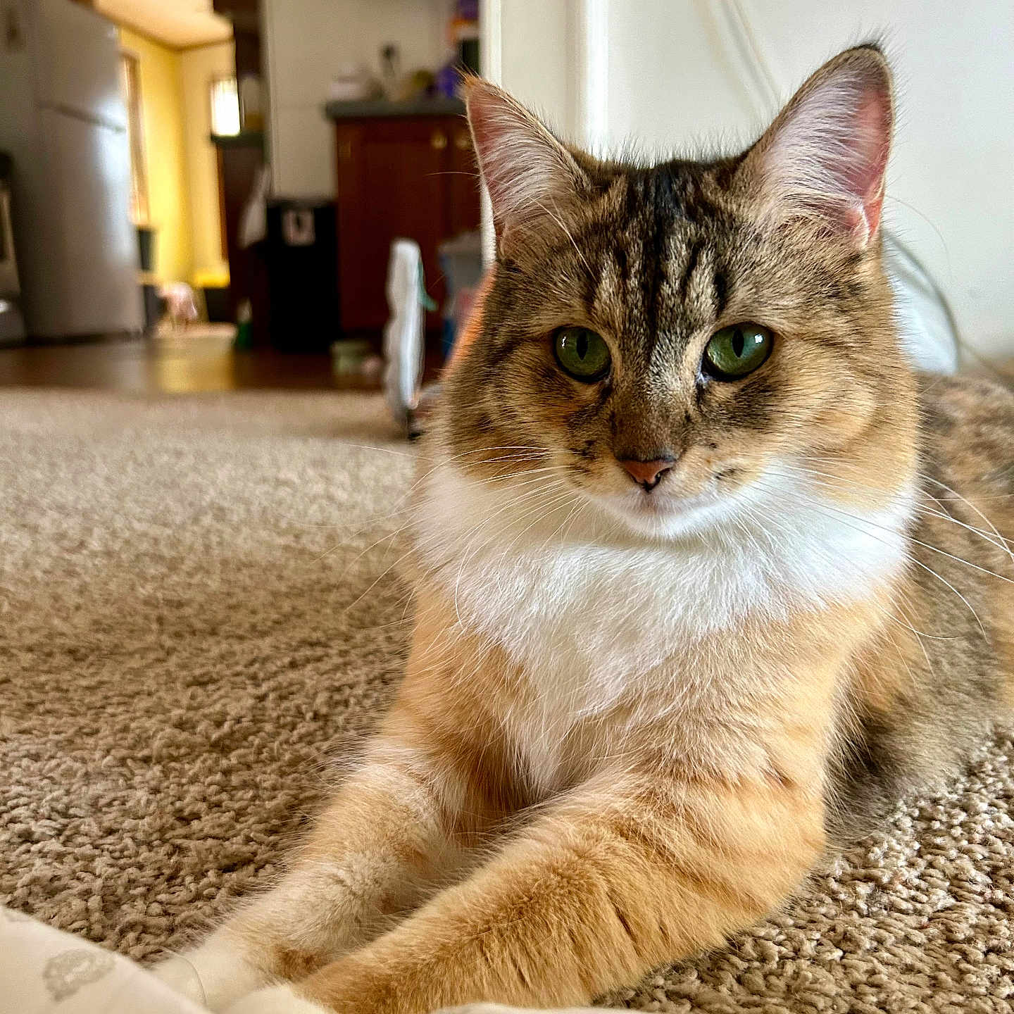 Roxy joined the competition — help win amazing prizes! abyssinian, animal, appliance, architecture, building, cat, couch, device, electricaldevice, furniture, hardwood, indoors, interiordesign, kitten, livingroom, manx, pet, refrigerator, room, wood