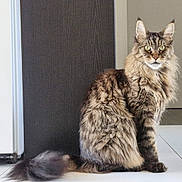 Rio participe au concours pour gagner de l'argent avec cette photo : cat, fluffy, long_hair, green_eyes, sitting, indoor, floor, tile, tail, furniture, appliance, door, wood_panel, pet, animal, domestic, mammal, whiskers, ears, portrait