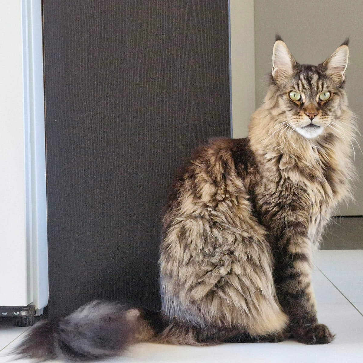 Rio participe au concours pour gagner de l'argent avec cette photo : animal, appliance, cat, domestic, door, ears, floor, fluffy, furniture, green_eyes, indoor, long_hair, mammal, pet, portrait, sitting, tail, tile, whiskers, wood_panel