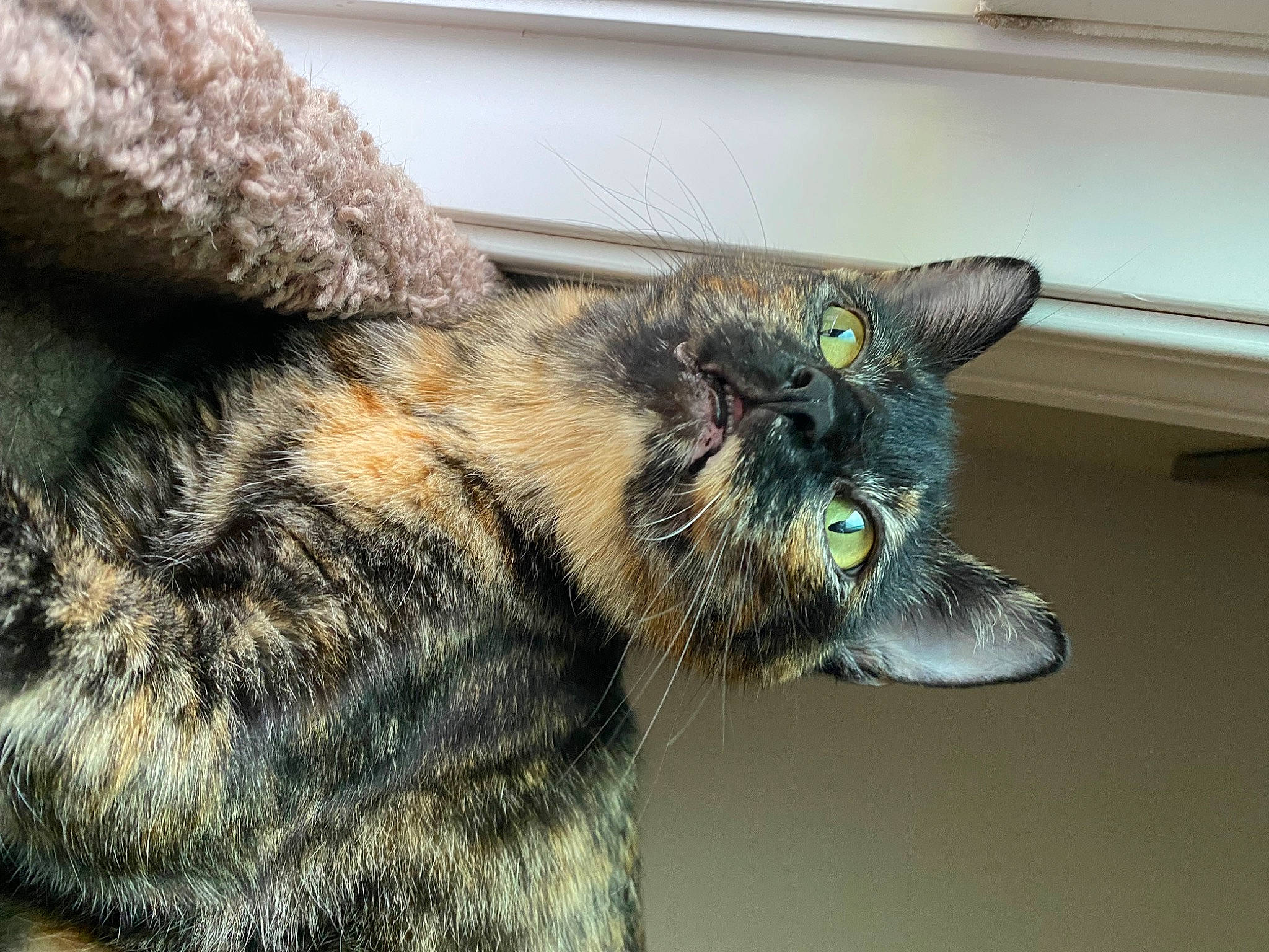 Ophelia joined the competition — help win amazing prizes! carnivore, cat, claw, domestic_short_haired_cat, felidae, fur, paw, small_to_medium_sized_cats, snout, tail, terrestrial_animal, whiskers, wildlife