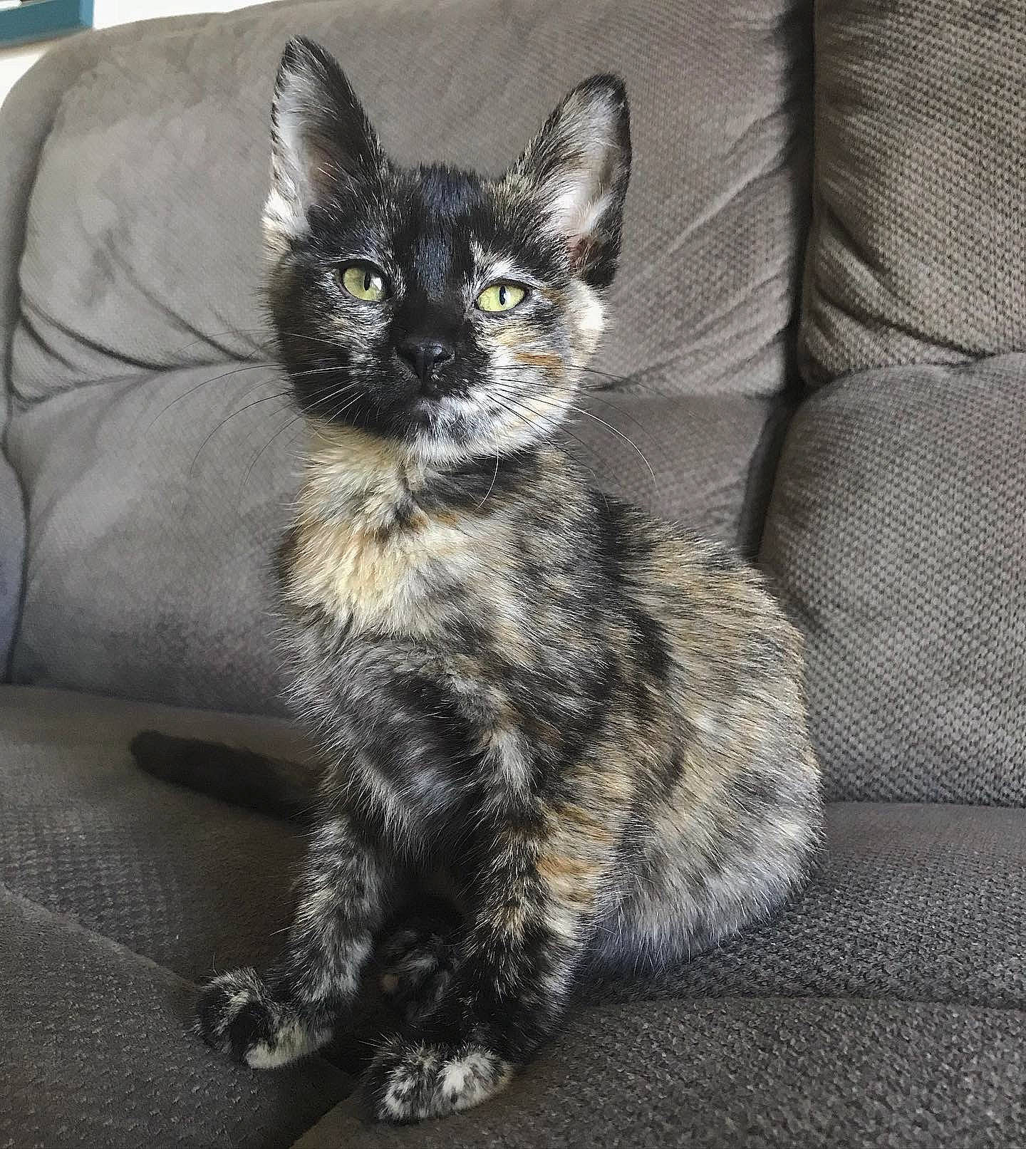 Ophelia joined the competition — help win amazing prizes! carnivore, cat, cat_supply, claw, comfort, couch, domestic_short_haired_cat, felidae, fur, grey, monochrome_photography, paw, sitting, small_to_medium_sized_cats, snout, tail, terrestrial_animal, whiskers, window