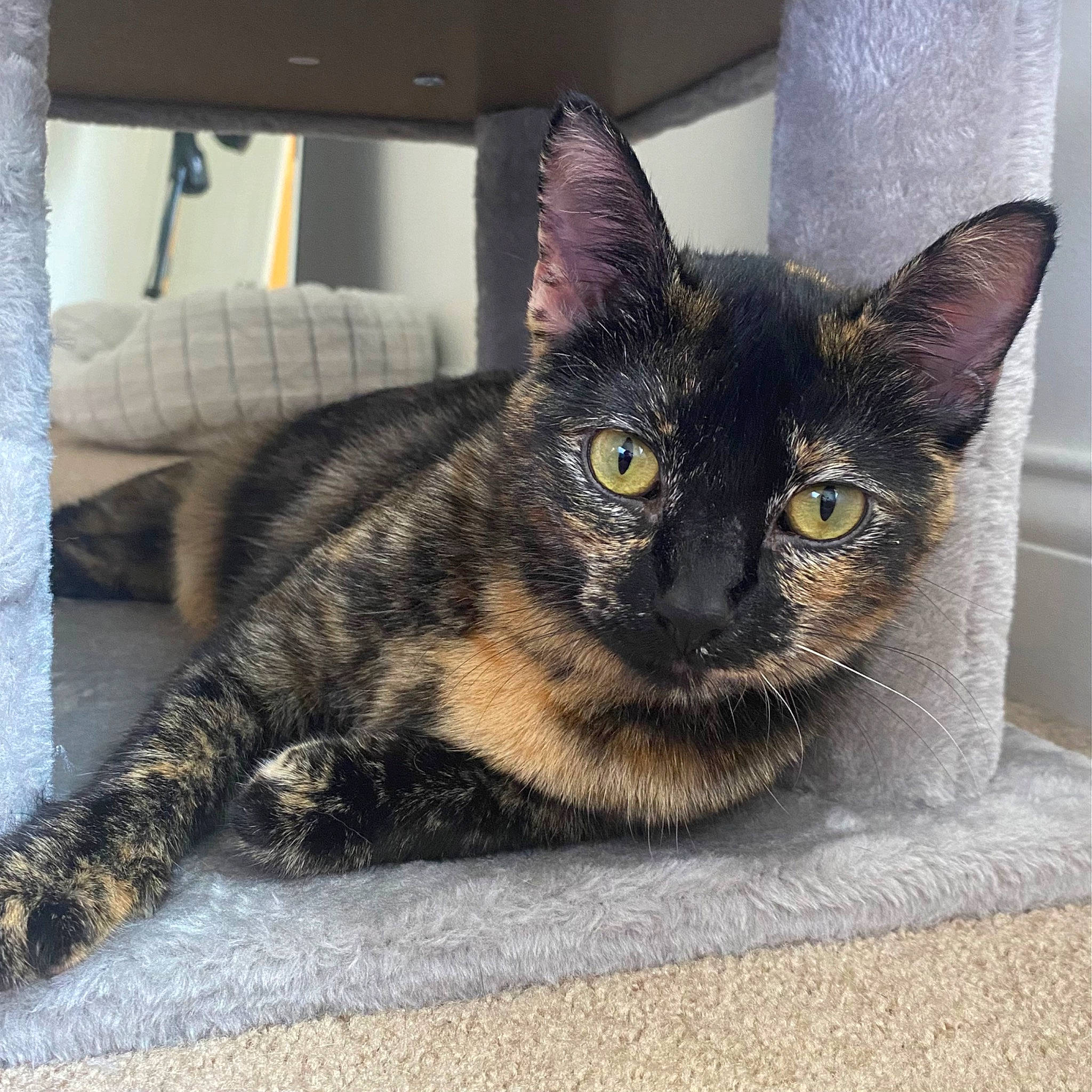 Ophelia joined the competition — help win amazing prizes! black_cat, box, carnivore, cat, claw, couch, domestic_short_haired_cat, felidae, flooring, fur, grey, paw, road_surface, sitting, small_to_medium_sized_cats, tail, terrestrial_animal, whiskers