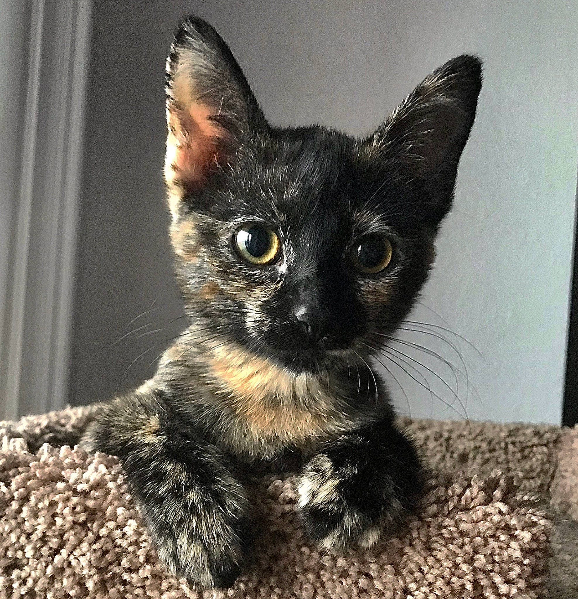 Ophelia joined the competition — help win amazing prizes! carnivore, cat, claw, curtain, domestic_short_haired_cat, ear, felidae, fur, paw, small_to_medium_sized_cats, snout, tail, terrestrial_animal, whiskers