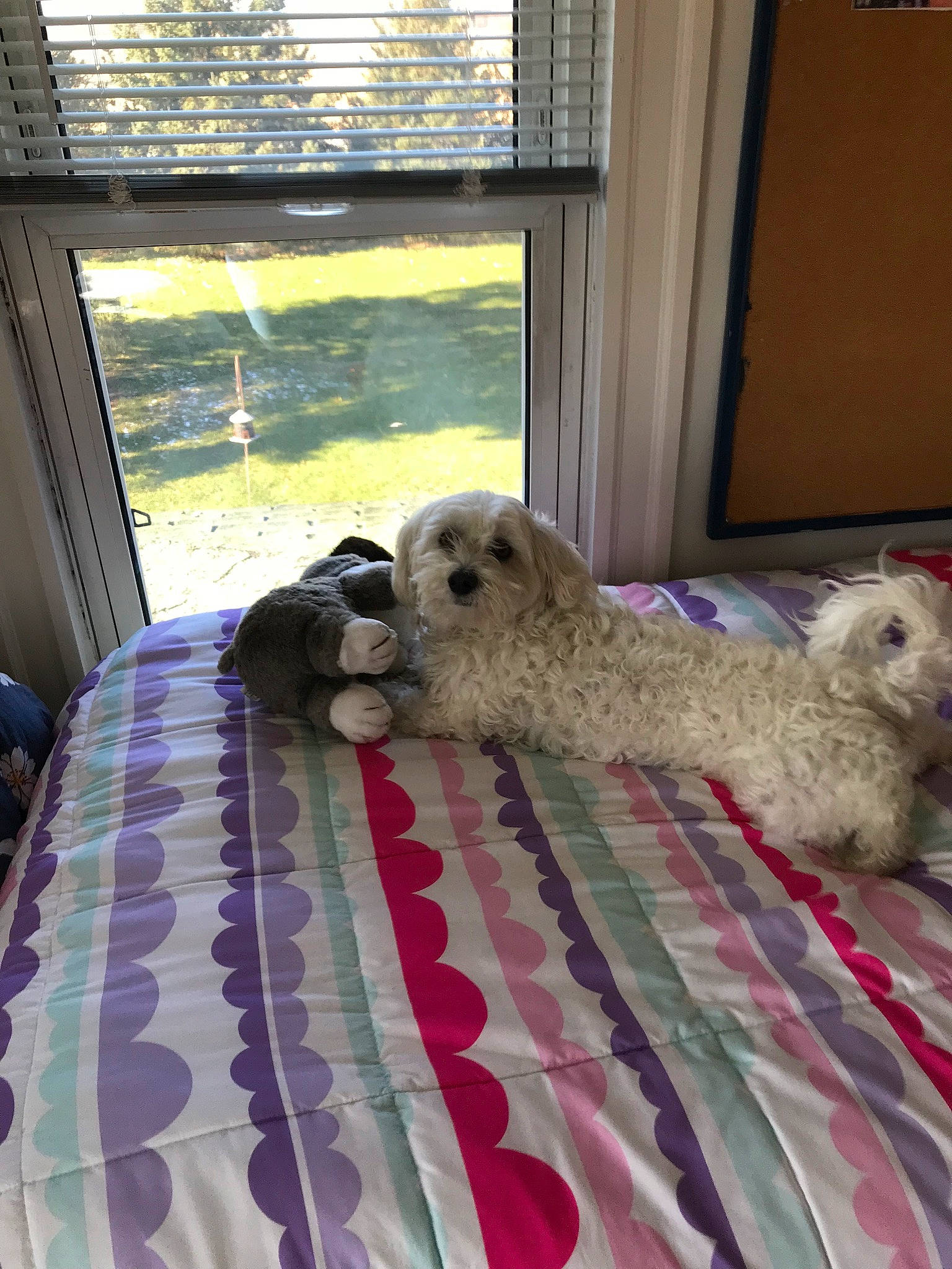 Bogie joined the competition — help win amazing prizes! bed, canidae, carnivore, comfort, companion_dog, curtain, dog, dog_breed, dog_supply, fawn, house, linens, mammal, pet_supply, shade, sporting_group, toy, toy_dog, window, window_blind